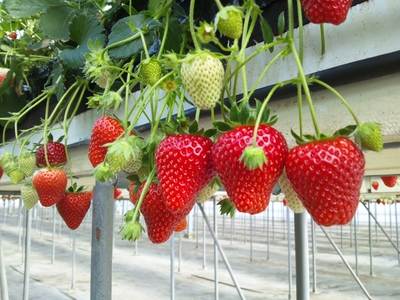 いちご 令和7年台風15号復興支援】いちご 冷凍 きらぴ香 1kg 2袋 計2kg